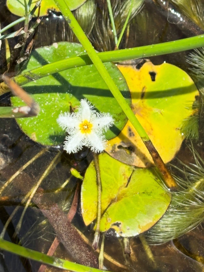 Flor branca de cinco pétalas franjadas sobre folhas verdes flutuantes em lagoa interior.