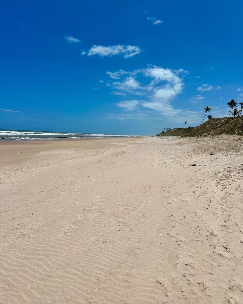 Praia deserta com areia ondulada, mar azul à esquerda e coqueiros sobre dunas baixas à direita.