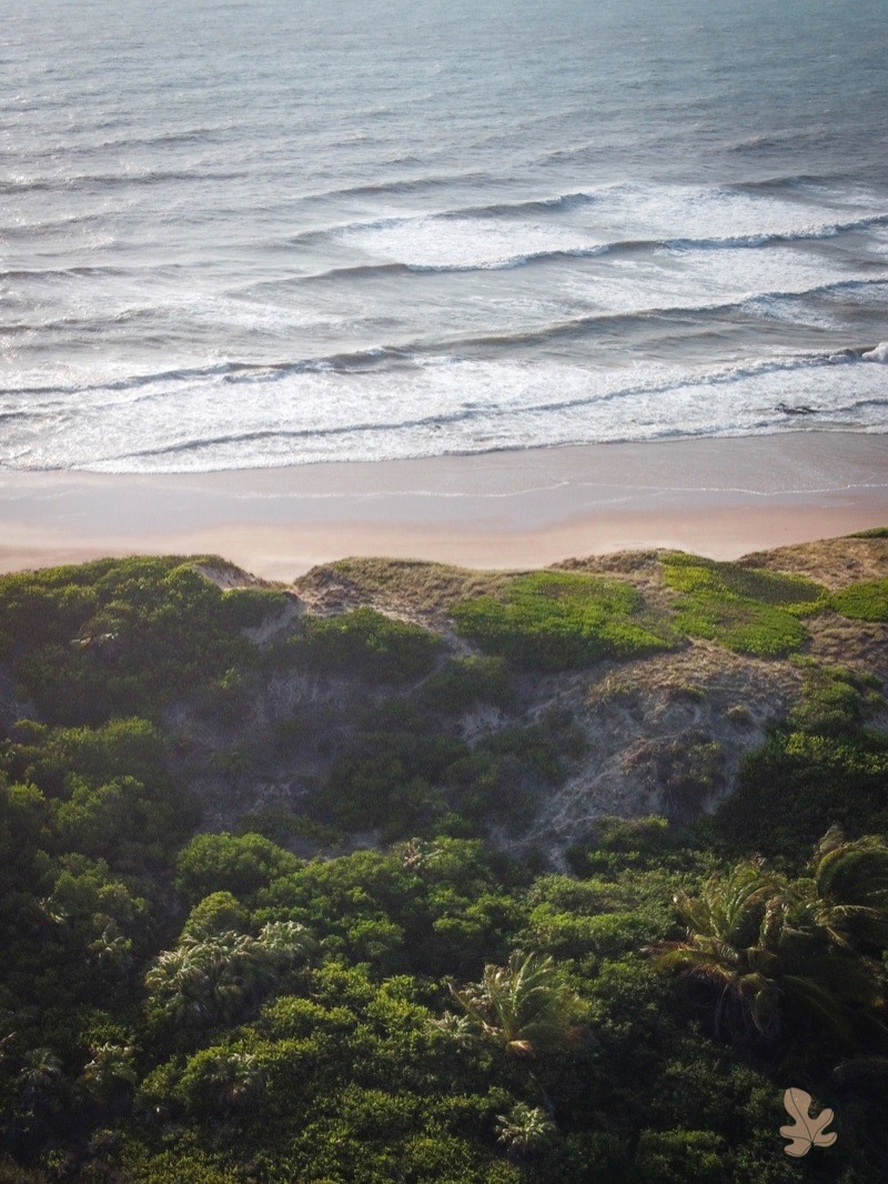 Vista aérea: vegetação densa em primeiro plano, faixa de areia e ondulação do Atlântico ao fundo.